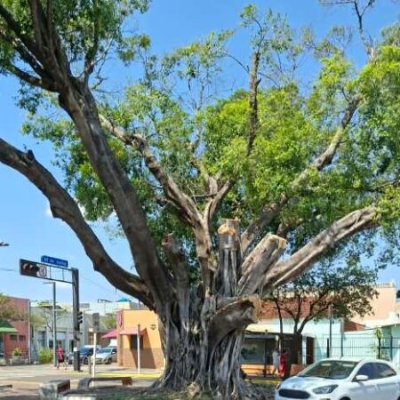 Prefeitura corta galhos secos de figueira mostrada em reportagem