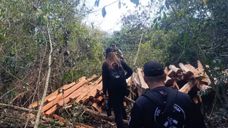 Operação na fronteira apreende madeira ilegal e resgata macaco de cativeiro