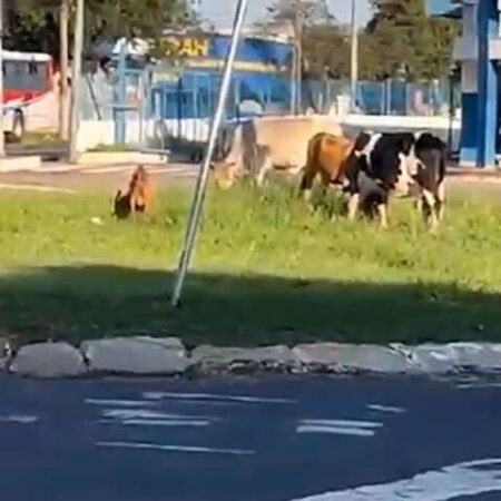 Bovinos e cabra são flagrados em rotatória do Terminal Guaicurus