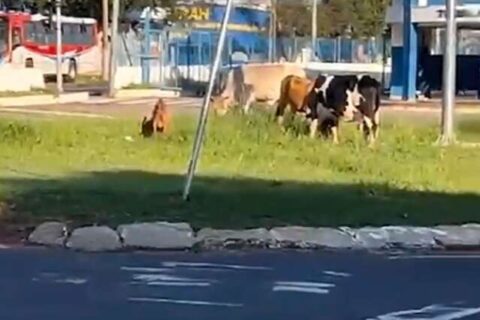 Bovinos e cabra são flagrados em rotatória do Terminal Guaicurus