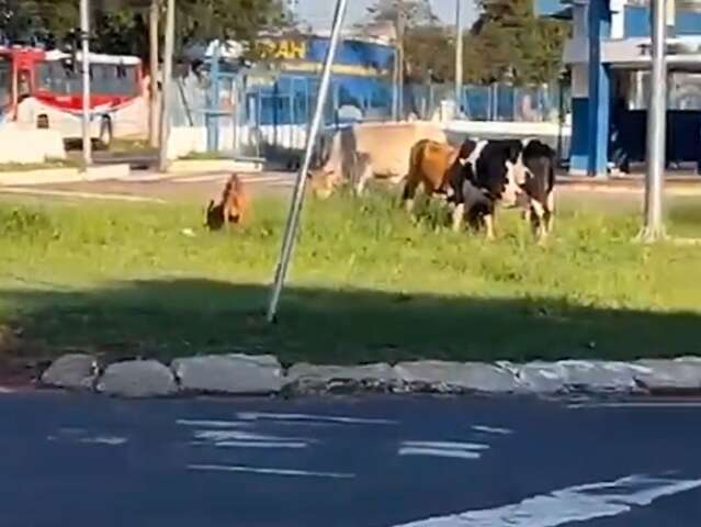 Bovinos e cabra são flagrados em rotatória do Terminal Guaicurus