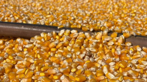 Produtividade do milho varia quase sete vezes entre municípios de MS