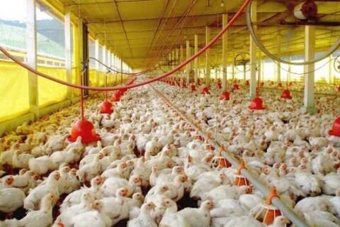 Sidrolândia concentra quase um quinto dos galináceos de MS, aponta IBGE