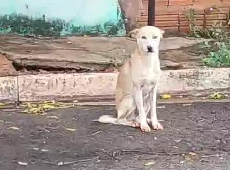 Magro e ferido, cão é filmado durante agressão no Aero Rancho