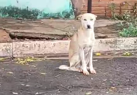 Magro e ferido, cão é filmado durante agressão no Aero Rancho