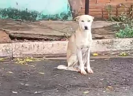 Magro e ferido, cão é filmado durante agressão no Aero Rancho