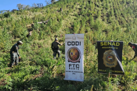 Plantação que renderia 48 toneladas de maconha é destruída na fronteira