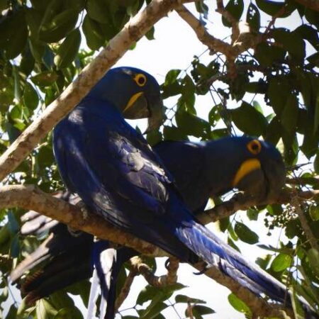 MS lidera contagem nacional de araras-azuis com 493 aves em 17 municípios