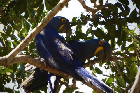 MS lidera contagem nacional de araras-azuis com 493 aves em 17 municípios
