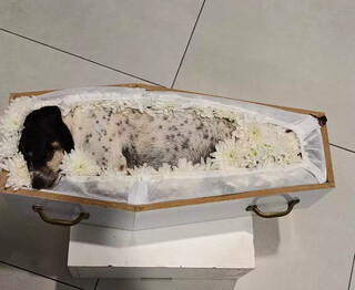 Pai e filhas serão velados lado a lado com cachorrinha após acidente na rodovia Pai e filhas serão velados lado a lado com cachorrinha após acidente na rodovia