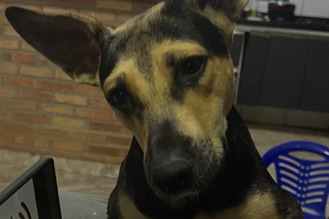 Luna foge durante chuva e família oferece pizza e refri por notícias