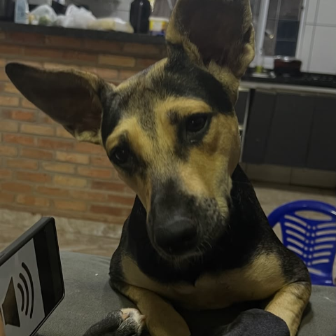 Luna foge durante chuva e família oferece pizza e refri por notícias