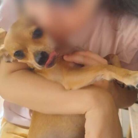 Pinscher some em segundos e família oferece recompensa por Princesa
