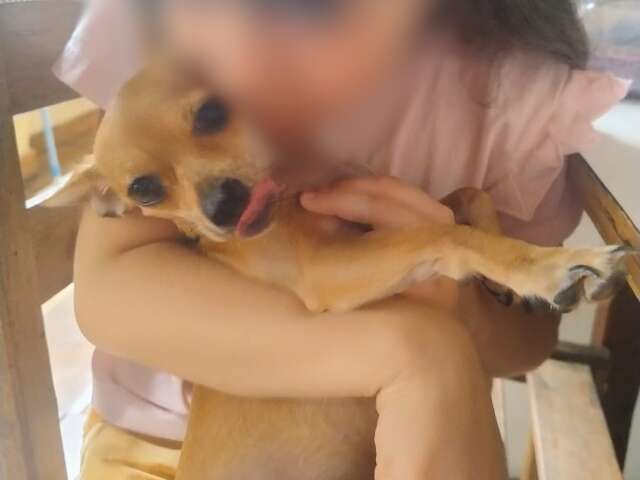 Pinscher some em segundos e família oferece recompensa por Princesa