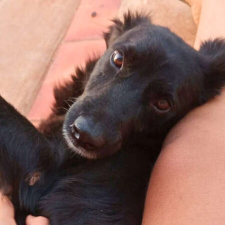 Assustado com temporal, Neguinho foge e está desaparecido há 10 dias