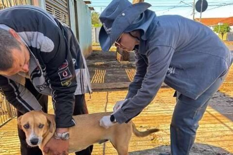 Praça do Coophasul terá vacinação gratuita de cães e gatos neste domingo