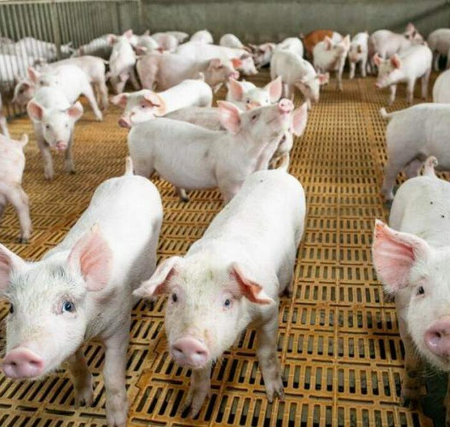 Abate de suínos cresce 16% e chega a 2,1 milhões de animais em MS