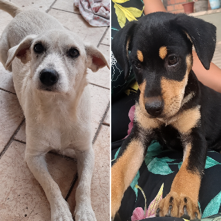 Cães somem após portão de casa amanhecer aberto no Jardim Novos Estados