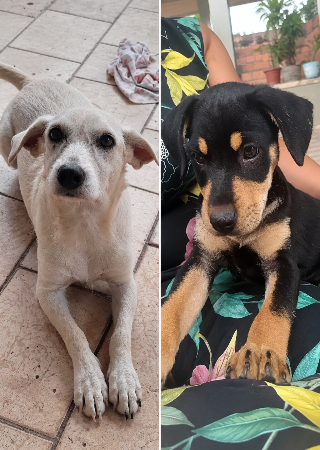 Cães somem após portão de casa amanhecer aberto no Jardim Novos Estados