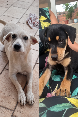 Cães somem após portão de casa amanhecer aberto no Jardim Novos Estados