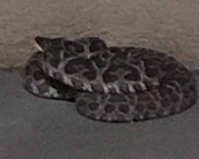 Cobra aparece em quintal de casa no São Conrado e assusta moradora