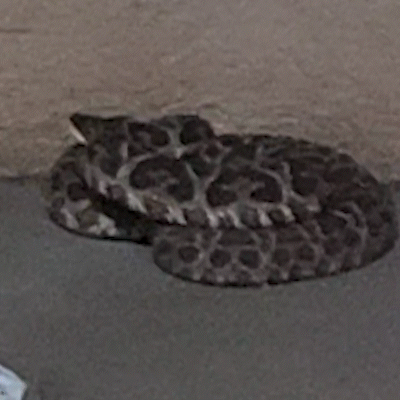Cobra aparece em quintal de casa no São Conrado e assusta moradora