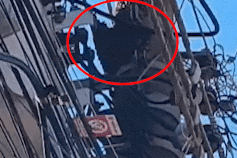Enxame em poste preocupa após ataque a advogada no São Francisco