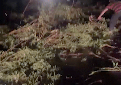 Sul de MS entra em área com risco de tornados na quinta-feira