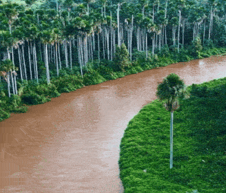 Corredor de buritis acompanha as curvas do Rio Aquidauana no Pantanal