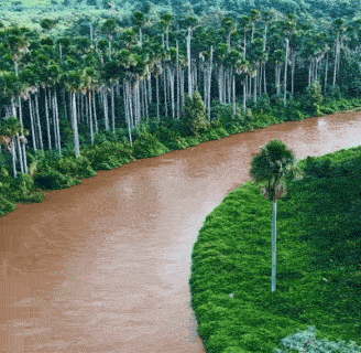 Corredor de buritis acompanha as curvas do Rio Aquidauana no Pantanal