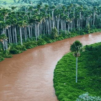 Corredor de buritis acompanha as curvas do Rio Aquidauana no Pantanal