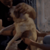 Mulher é presa por maus-tratos a pug resgatado com lesão na cabeça