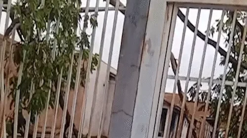 Árvore sobre fios faz moradora deixar casa após temporal