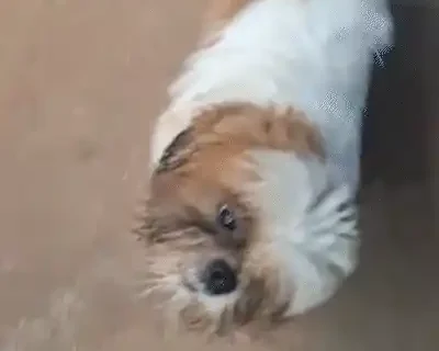 Estudante acolhe Shih Tzu perdido em lar temporário na Vila Anahy