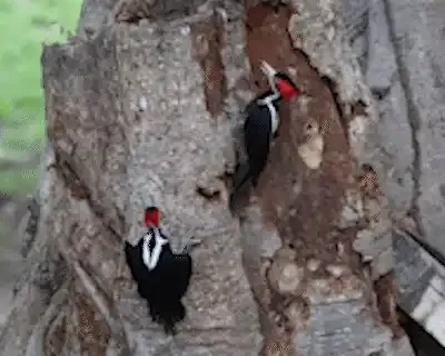 Dois pica-paus dividem tronco em flagrante na Serra do Amolar, no Pantanal