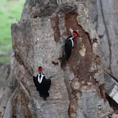 Dois pica-paus dividem tronco em flagrante na Serra do Amolar, no Pantanal