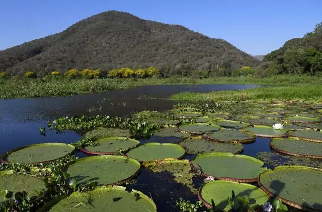 Falta de regras técnicas deixa proteção do Pantanal vulnerável, avalia jurista Falta de regras técnicas deixa proteção do Pantanal vulnerável, avalia jurista