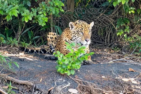 Pescador fica a 6 metros de onça-pintada durante encontro raro no Pantanal
