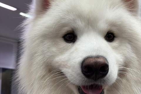 Família busca Mosquito, cão de 2 anos que fugiu de casa no Santa Fé