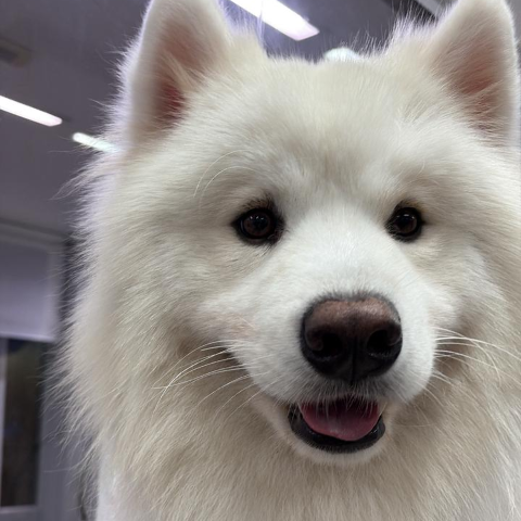 Família busca Mosquito, cão de 2 anos que fugiu de casa no Santa Fé
