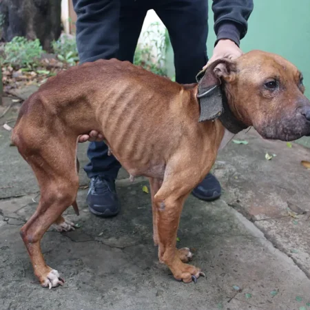 Cadelas são encontradas em extrema magreza e homem é preso por maus-tratos no Tiradentes