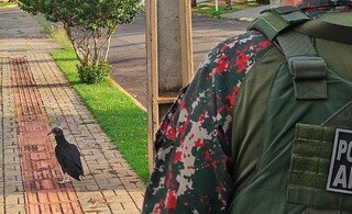 Aprendendo a voar, filhote de urubu fica mancando depois de cair do ninho