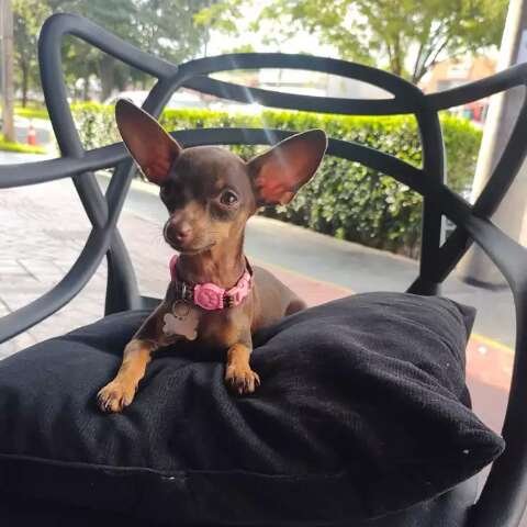Viu a Lilly? Pinscher de 4 anos desaparece na região das Moreninhas