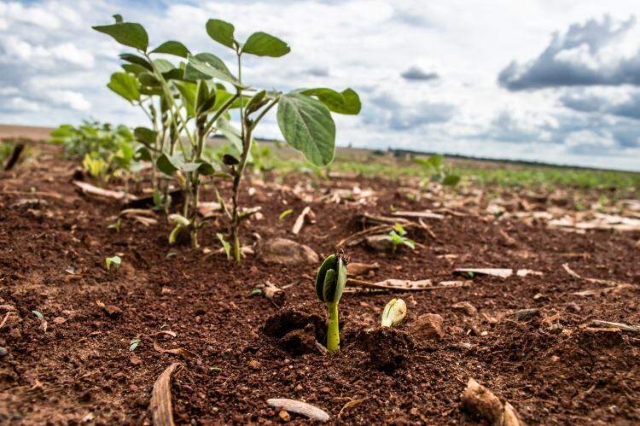Plantio de soja chega a 32% e já supera ritmo da safra anterior