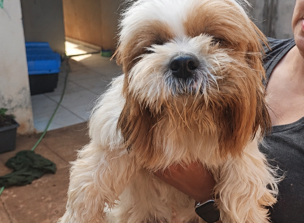 Dócil e tosada, cadela é encontrada sozinha no Jardim Parati