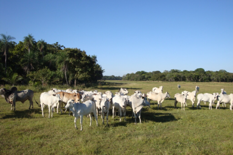 Bezerros somem e rastros de caminhão levantam suspeita de furto